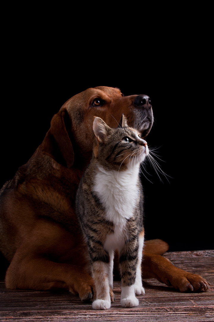 Wie Hund und Katze......