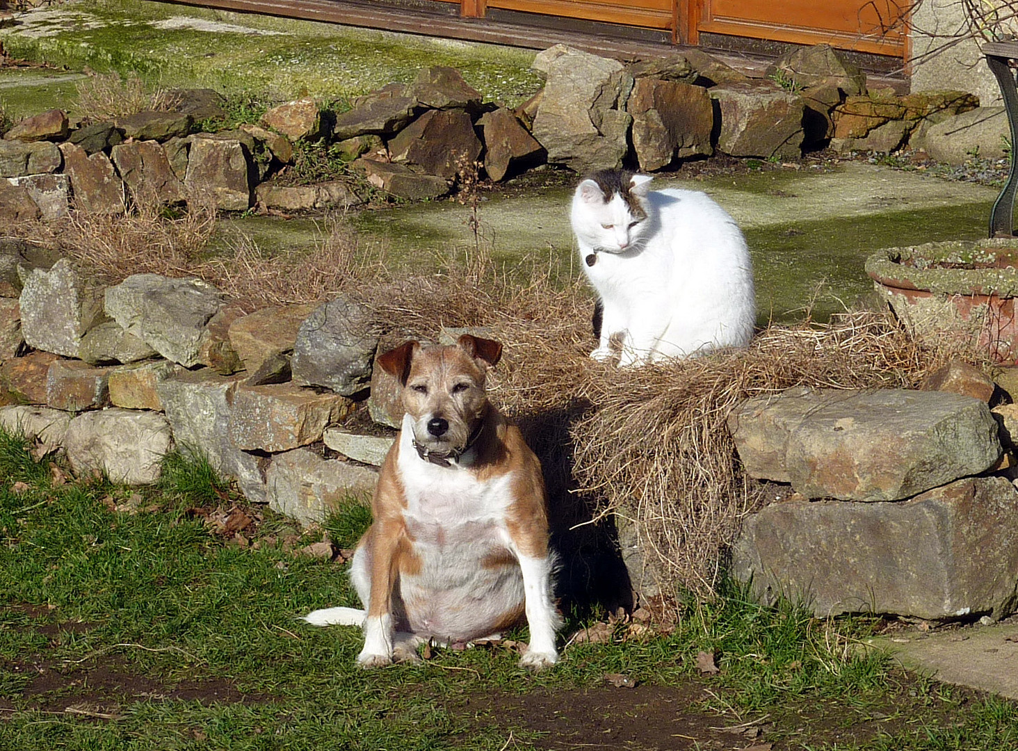 Wie Hund und Katze...