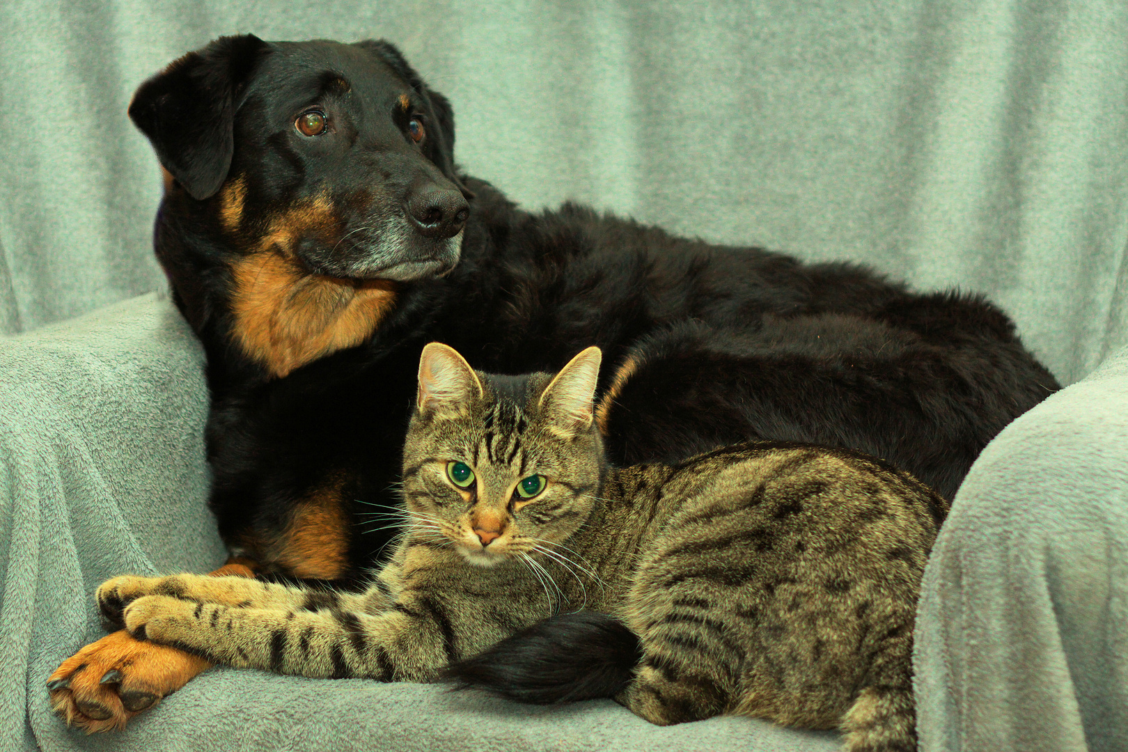 'Wie Hund und Katze'