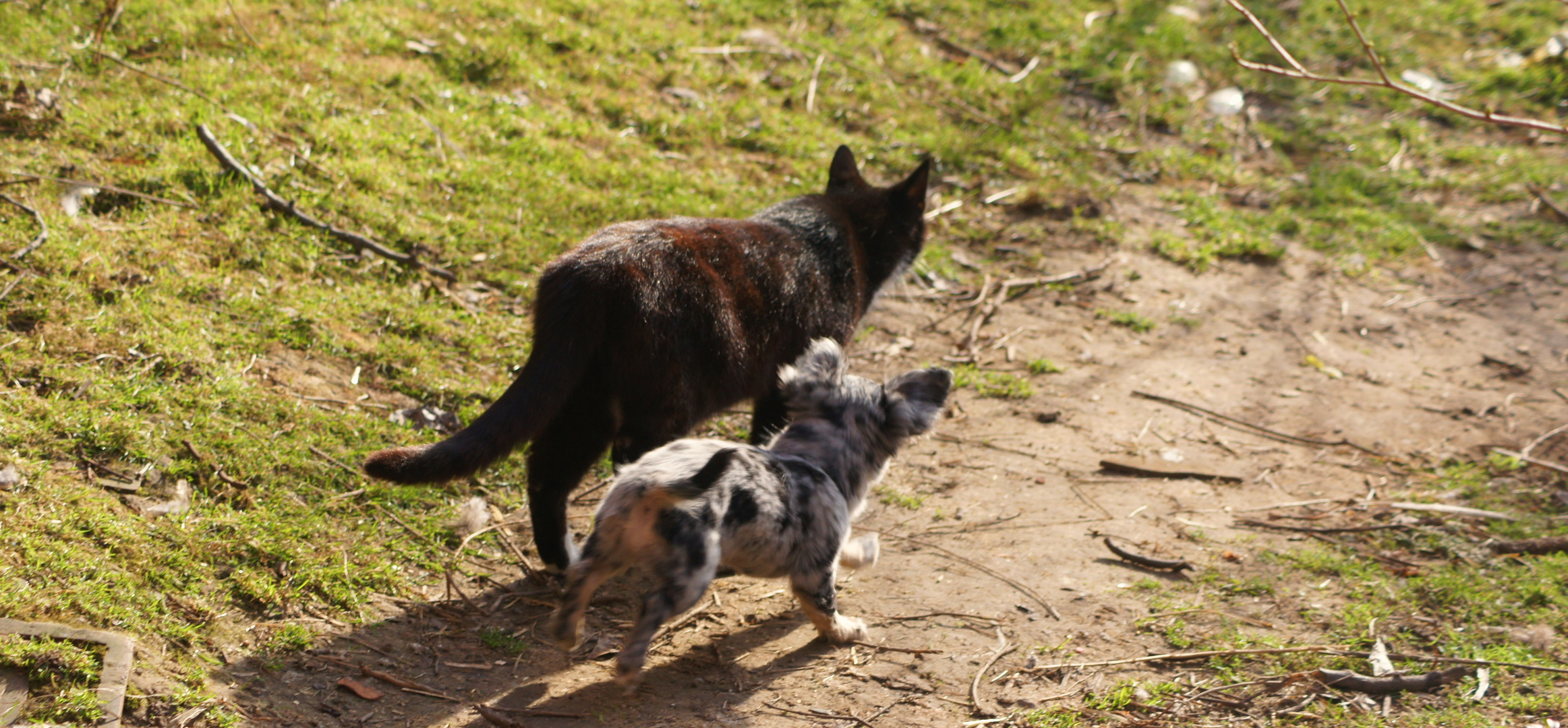 Wie Hund und Katze