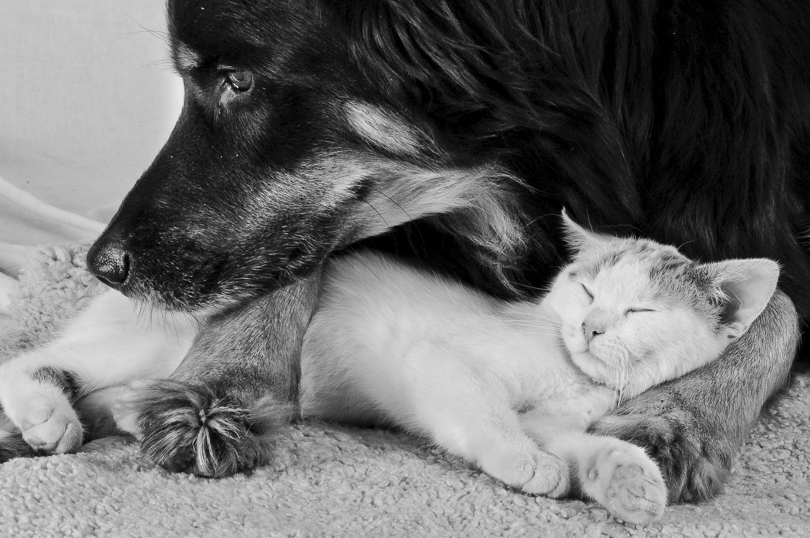 Wie Hund und Katze