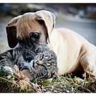 wie Hund und Katze ... [in love]