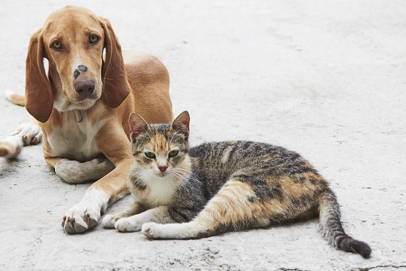 wie hunde und katzen