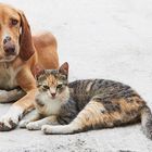 wie hunde und katzen