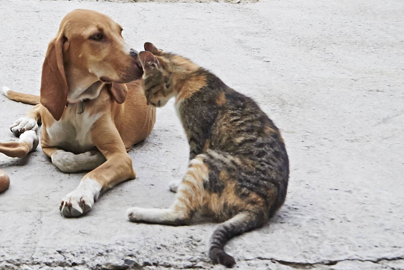 wie Hunde und Katzen