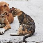 wie Hunde und Katzen