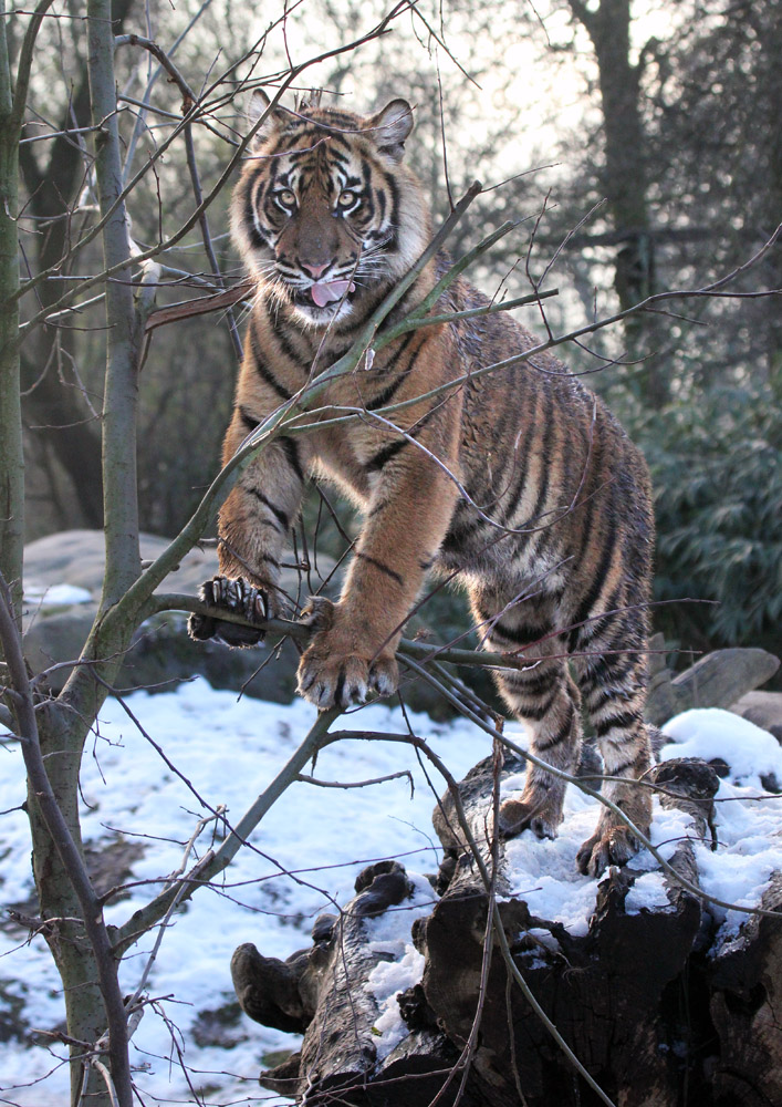 Wie, ich bin kein Eichhörnchen ?