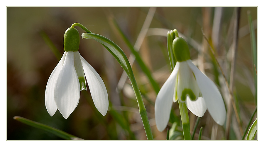 Wie ich den Frühling liebe