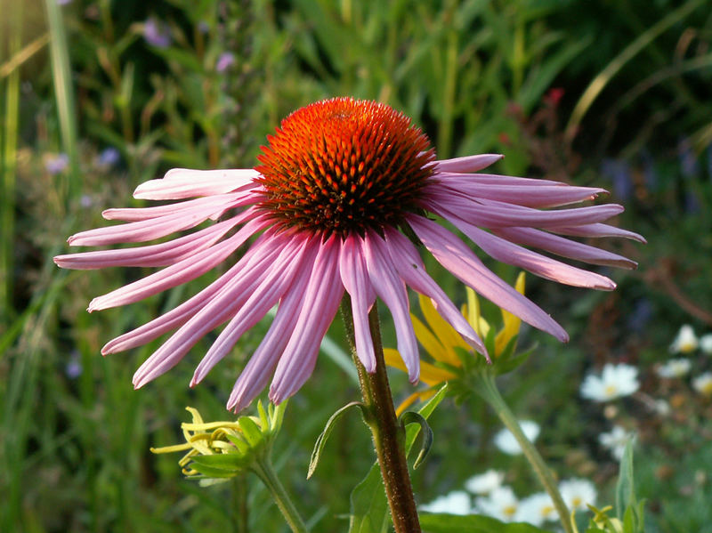 ...wie ich die Blumen liebe