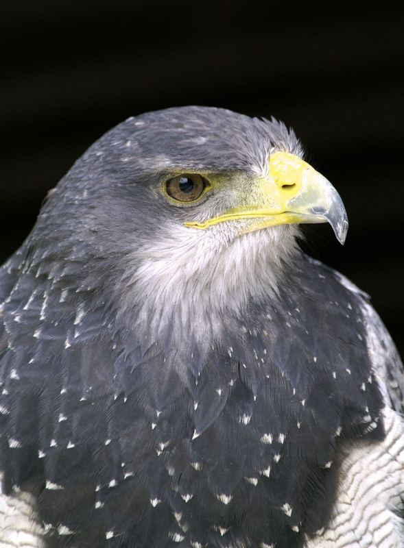 Wie ich gelernt habe: ein Aguja bzw. Blaubussard