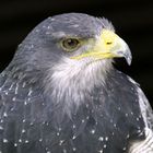 Wie ich gelernt habe: ein Aguja bzw. Blaubussard