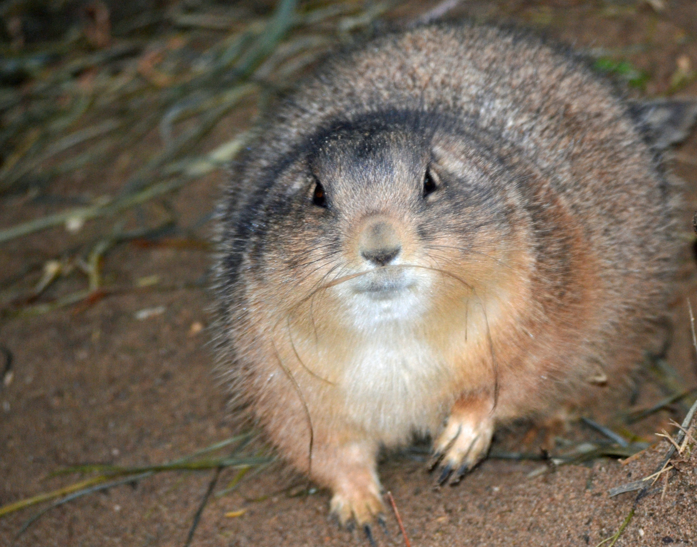 Wie ich habe einen Bart ?? Foto & Bild tiere, zoo, wildpark