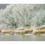 ...wie ich mir einen echten Winter vorstelle - oder: der scheue Kormoran (Reload)