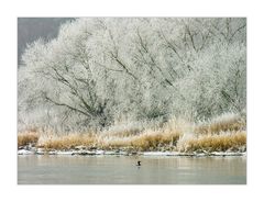 ...wie ich mir einen echten Winter vorstelle - oder: der scheue Kormoran (Reload)