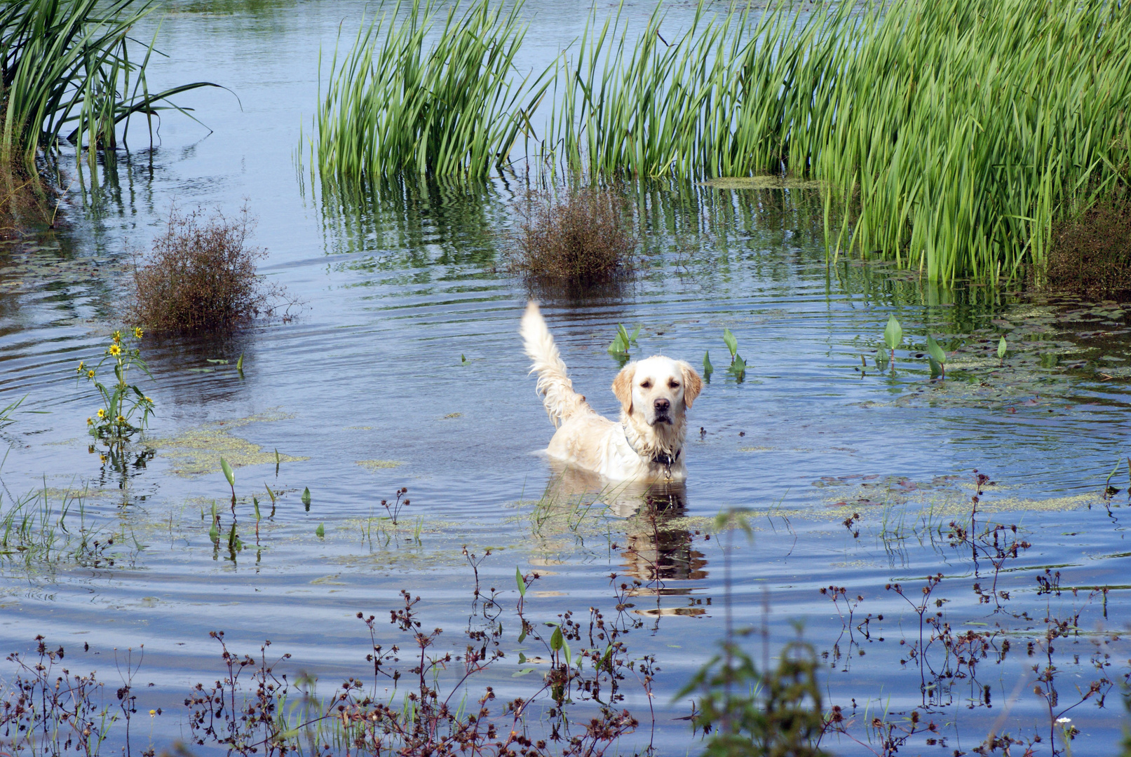 !Wie ich soll schon aus dem Wasser???!