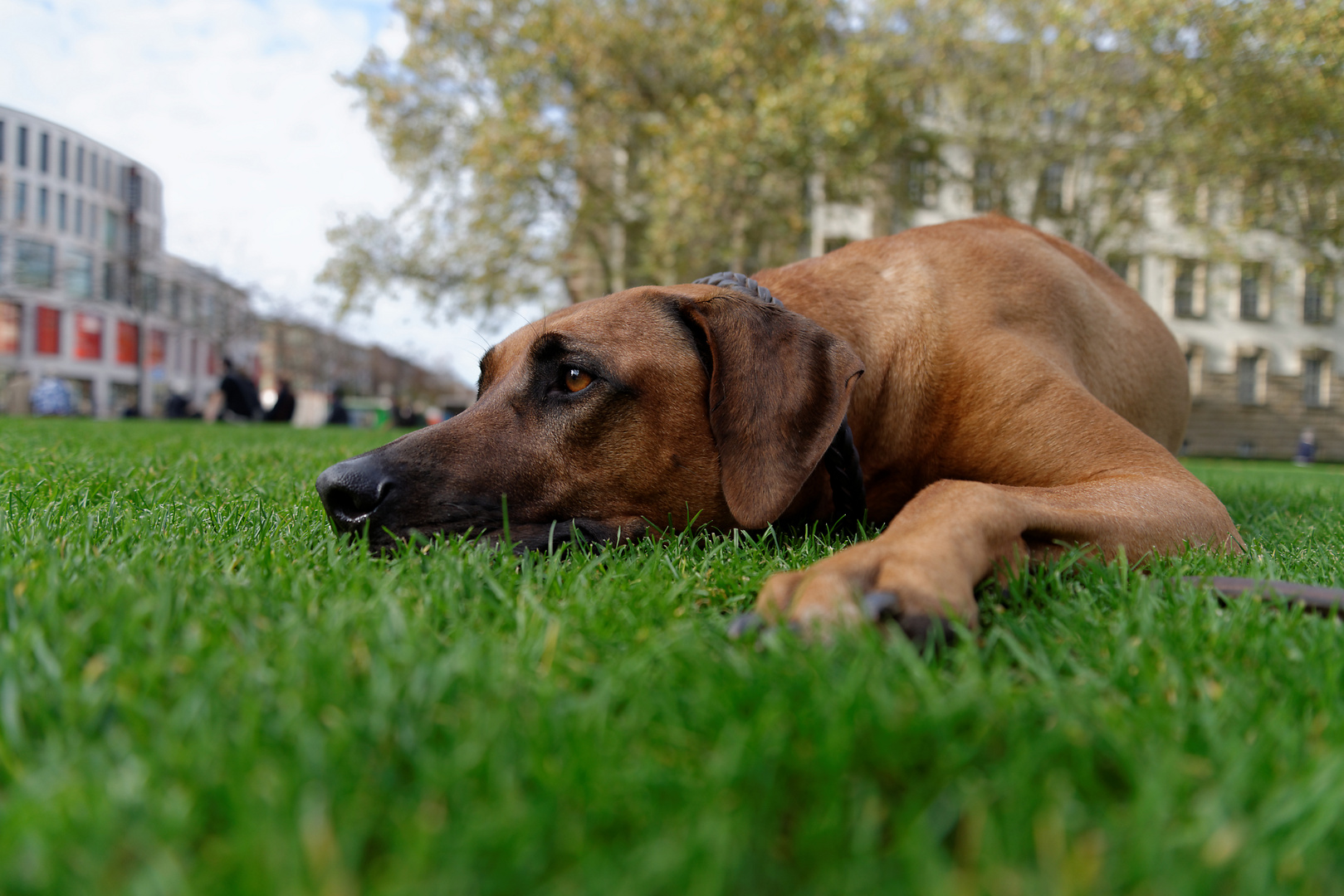 wie ignorant kann ein Hund sein