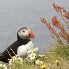 Wie im Blumengarten - Island im Sommer