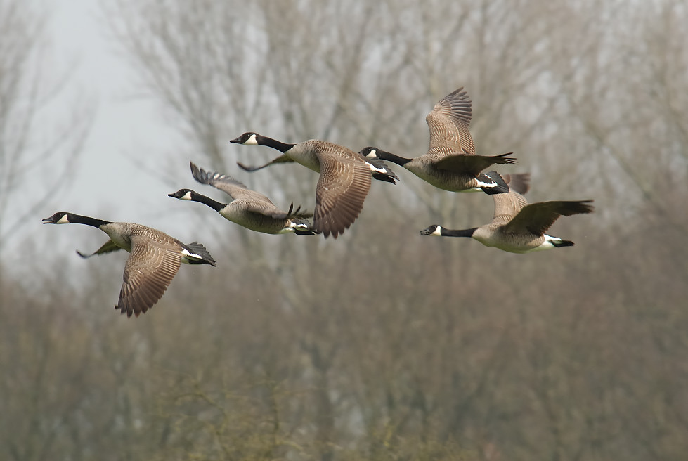 Wie im Flug...