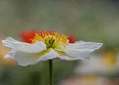 Wie im Garten Eden (2)....