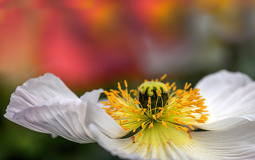 Wie im Garten Eden (3)....