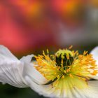 Wie im Garten Eden (3)....