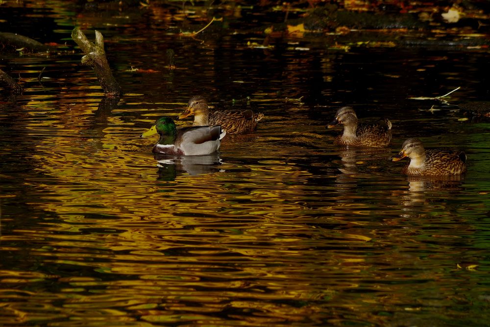 wie im goldenen Wasser