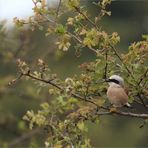 wie im herbst...