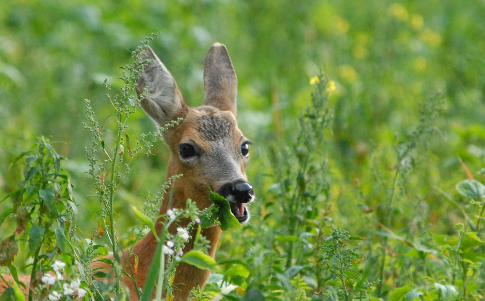 Wie im Schlaraffenland Foto & Bild tiere, wildlife, säugetiere