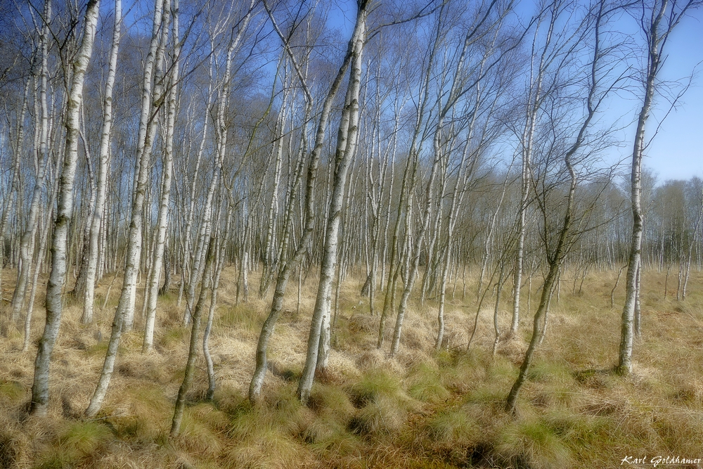 Wie im Traum - Birkenwald im Kaltenhofener Moor