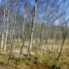 Wie im Traum - Birkenwald im Kaltenhofener Moor