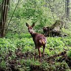 Wie im Urwald