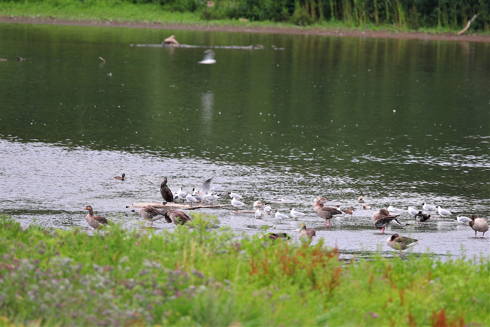 Wie immer am See