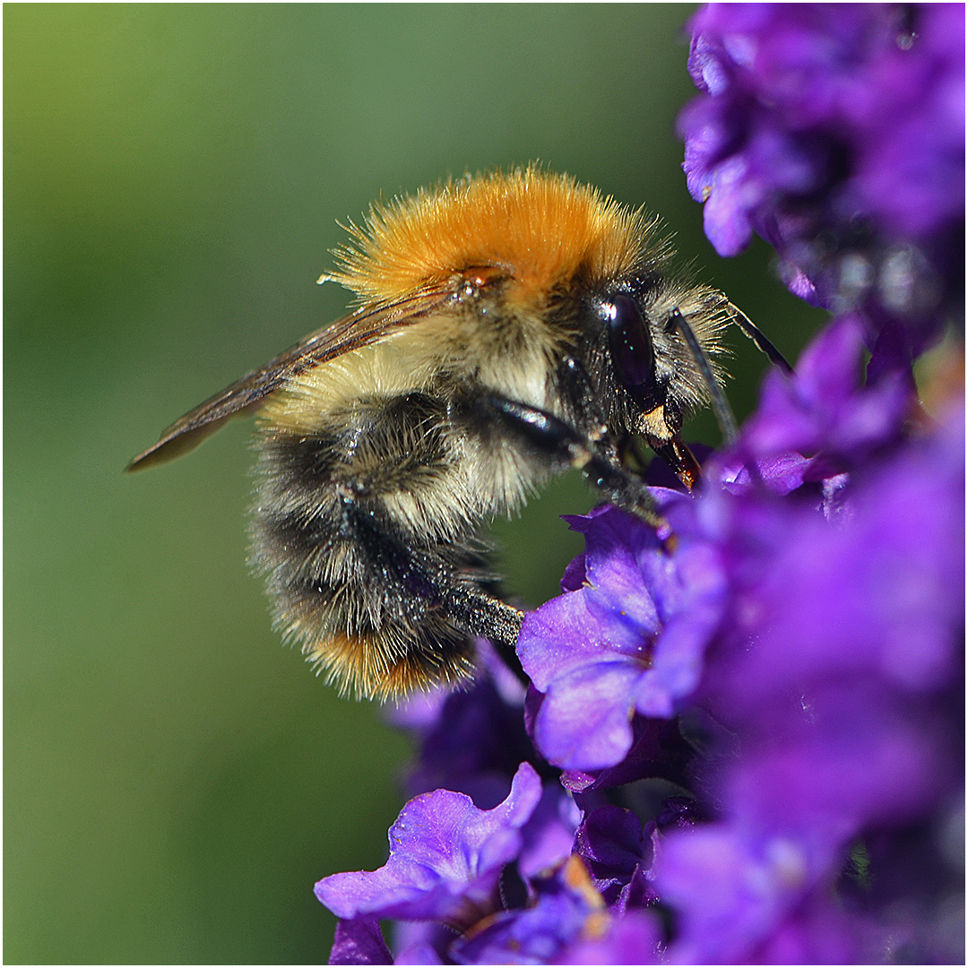 Wie immer eifrig bei der Arbeit, die Hummel