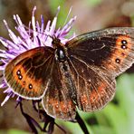 Wie immer keine Ahnung, was das für ein Schmetterling ist