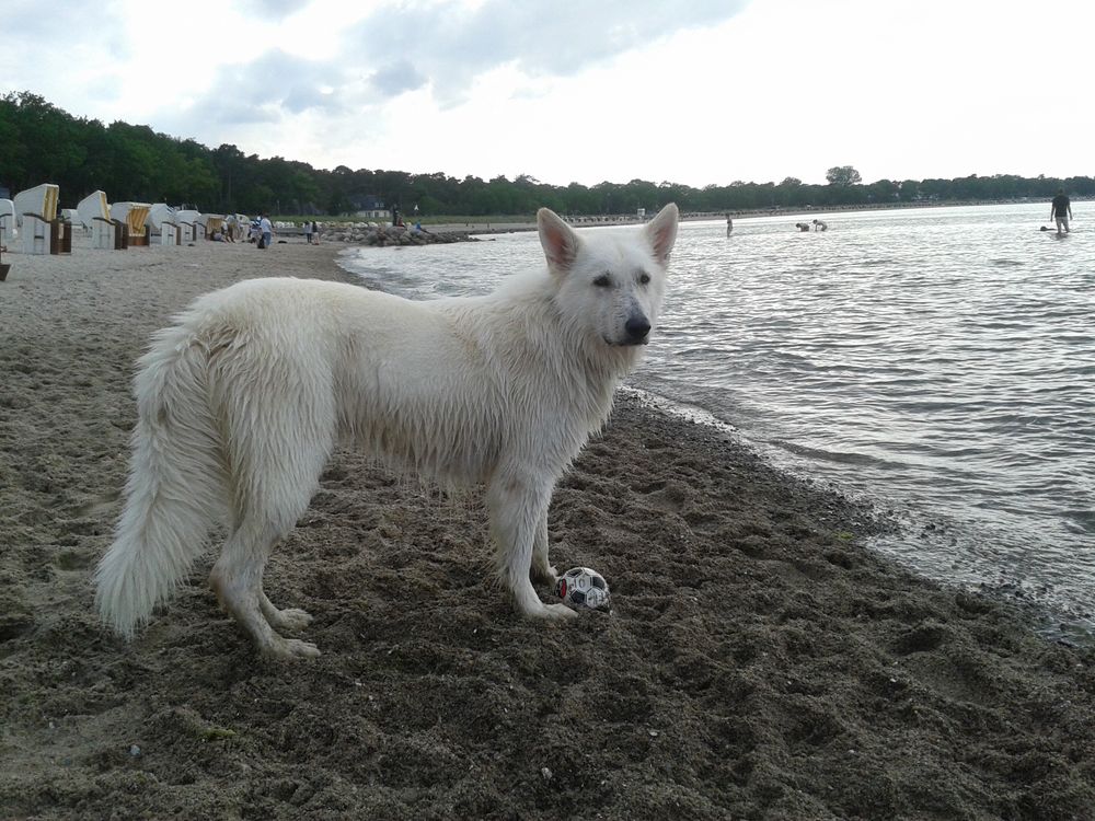 Wie immer....mein Strandwächter :-)