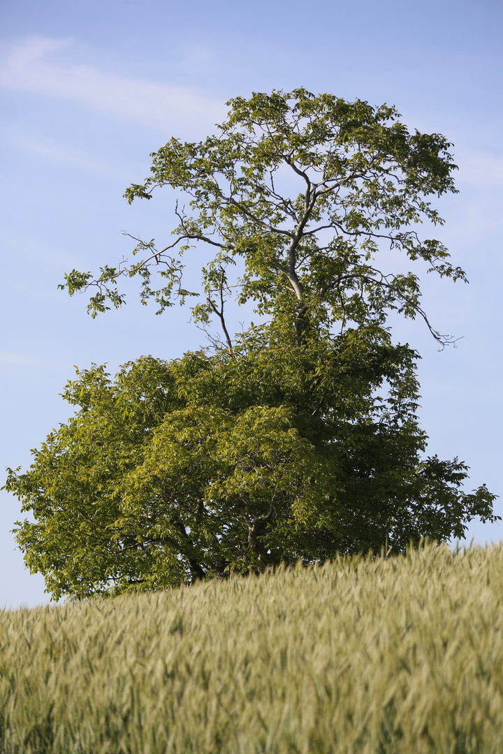 Wie in der Steppe