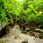 Wie in einem Dschungel - Die Seisenbergklamm in Weißbach bei Lofer