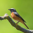 wie jedes Jahr in meinem Garten