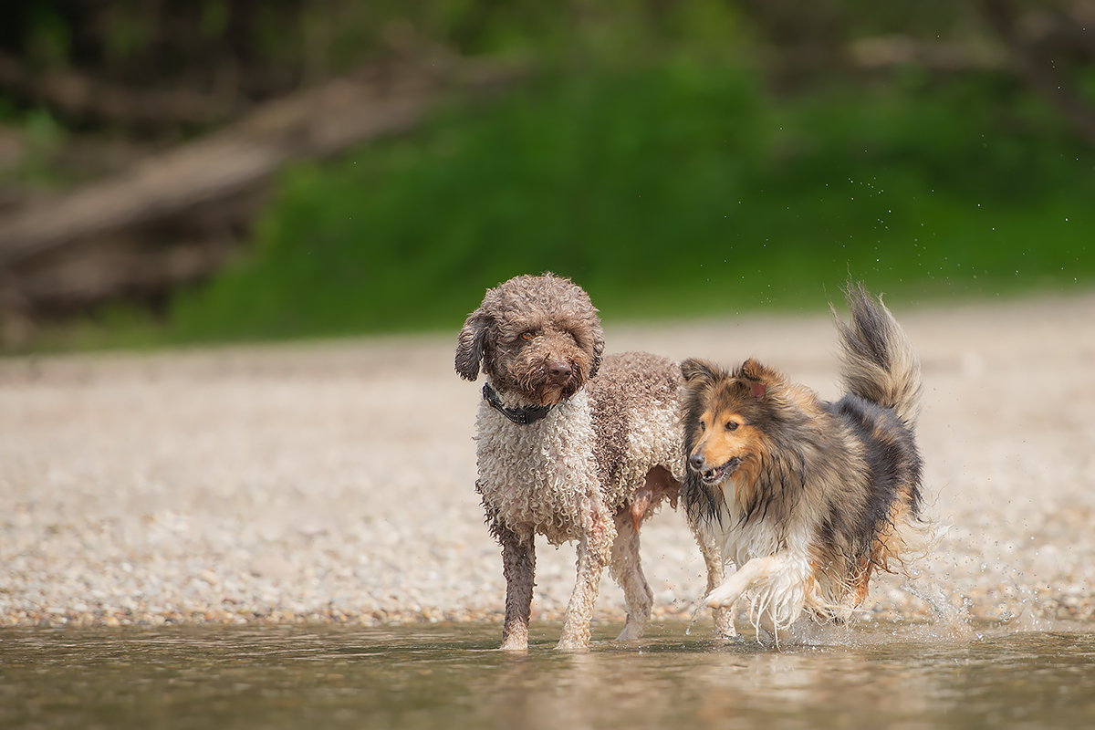 Wie jetzt, die geht in´s Wasser...