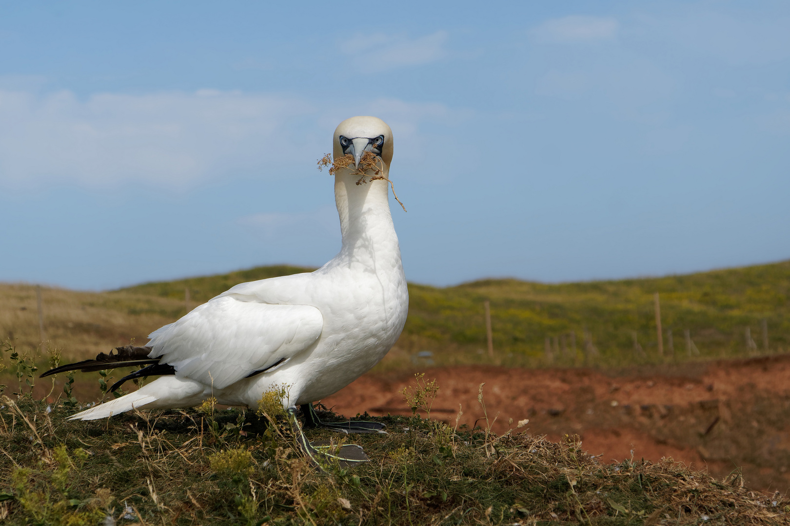 Wie jetzt... ich bin zu spät...? Basstölpel auf Helgoland