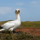 Wie jetzt... ich bin zu spät...? Basstölpel auf Helgoland