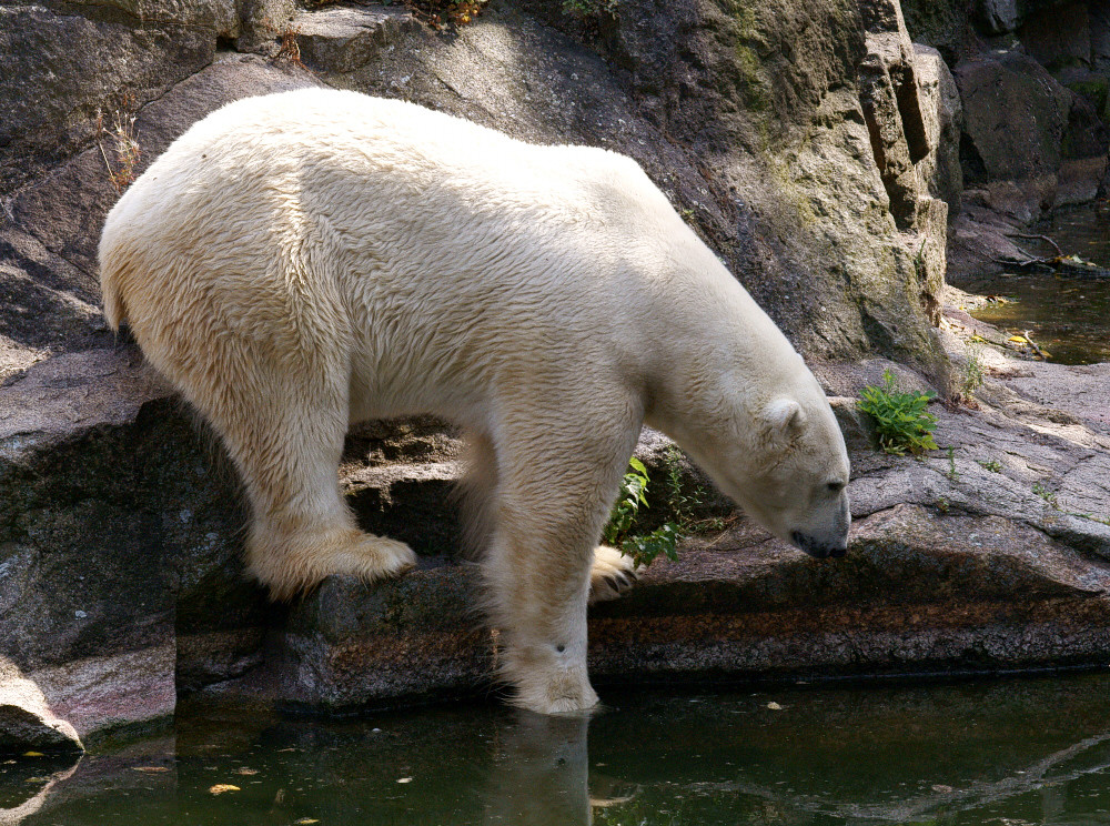 Wie kalt ist wohl das Wasser?