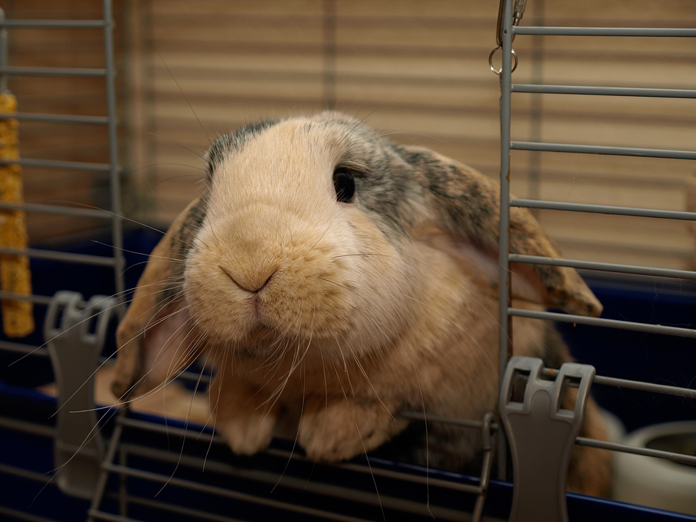 Wie kann man diesem Blick nur widerstehen???