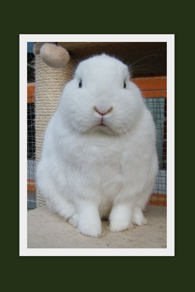 Wie Kein Ohrhase Foto Bild Tiere Haustiere Nagetiere Kaninchen Bilder Auf Fotocommunity