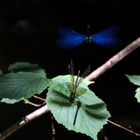 Wie kleine Elfen am Waldbach..... (2)