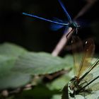 Wie kleine Elfen am Waldbach..... (3)