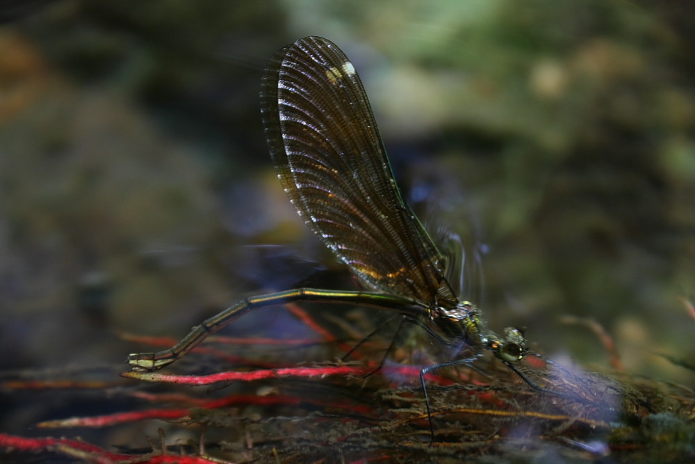 Wie kleine Elfen am Waldbach..... (4)