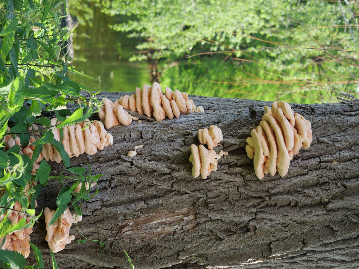 "Wie kleine gestapelte Pancakes sitzen sie am Baum"