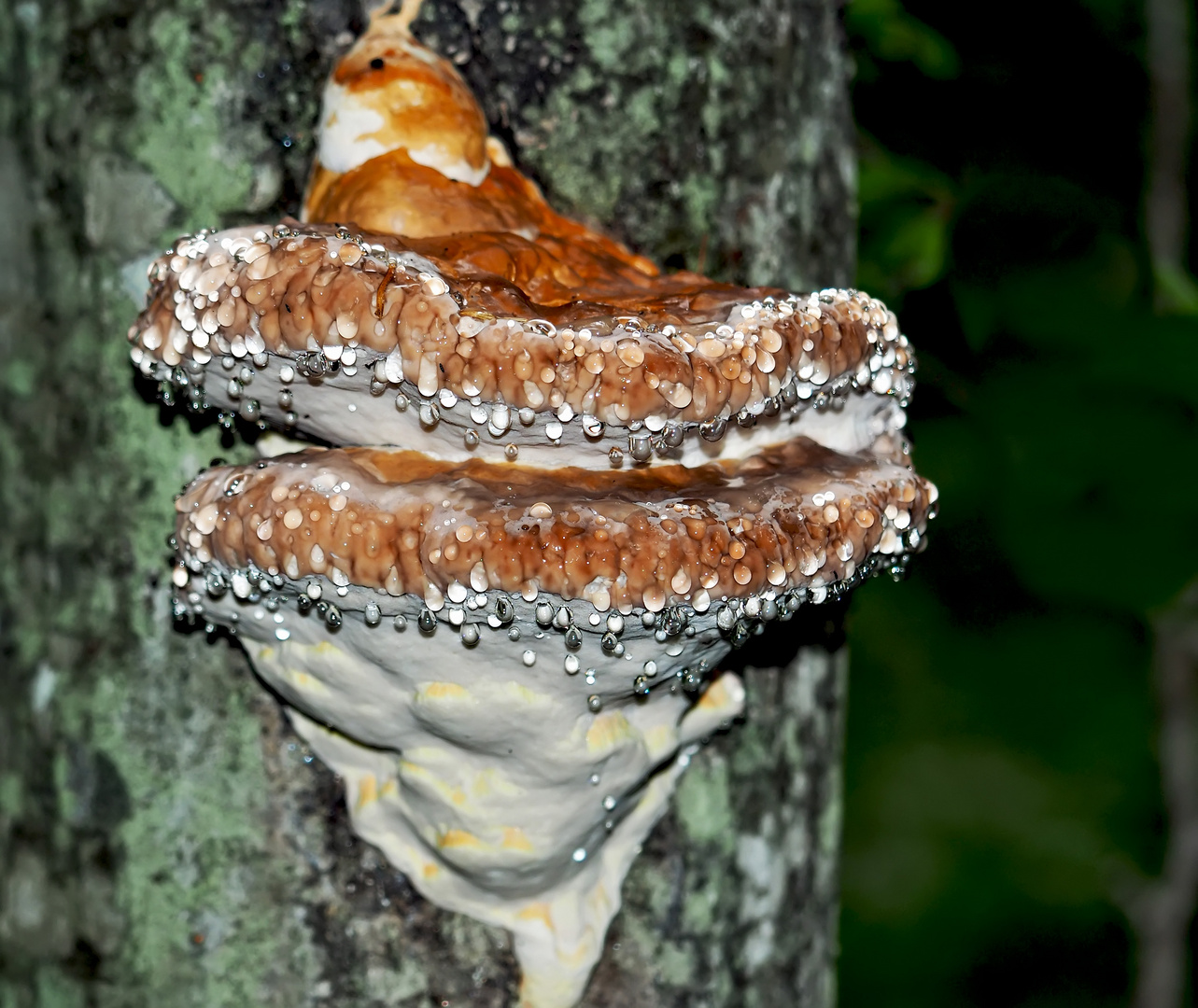 Wie kleine Sterne im dunkeln Wald! - Polypore sur un tronc d'arbre. *