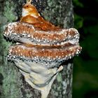 Wie kleine Sterne im dunkeln Wald! - Polypore sur un tronc d'arbre. *